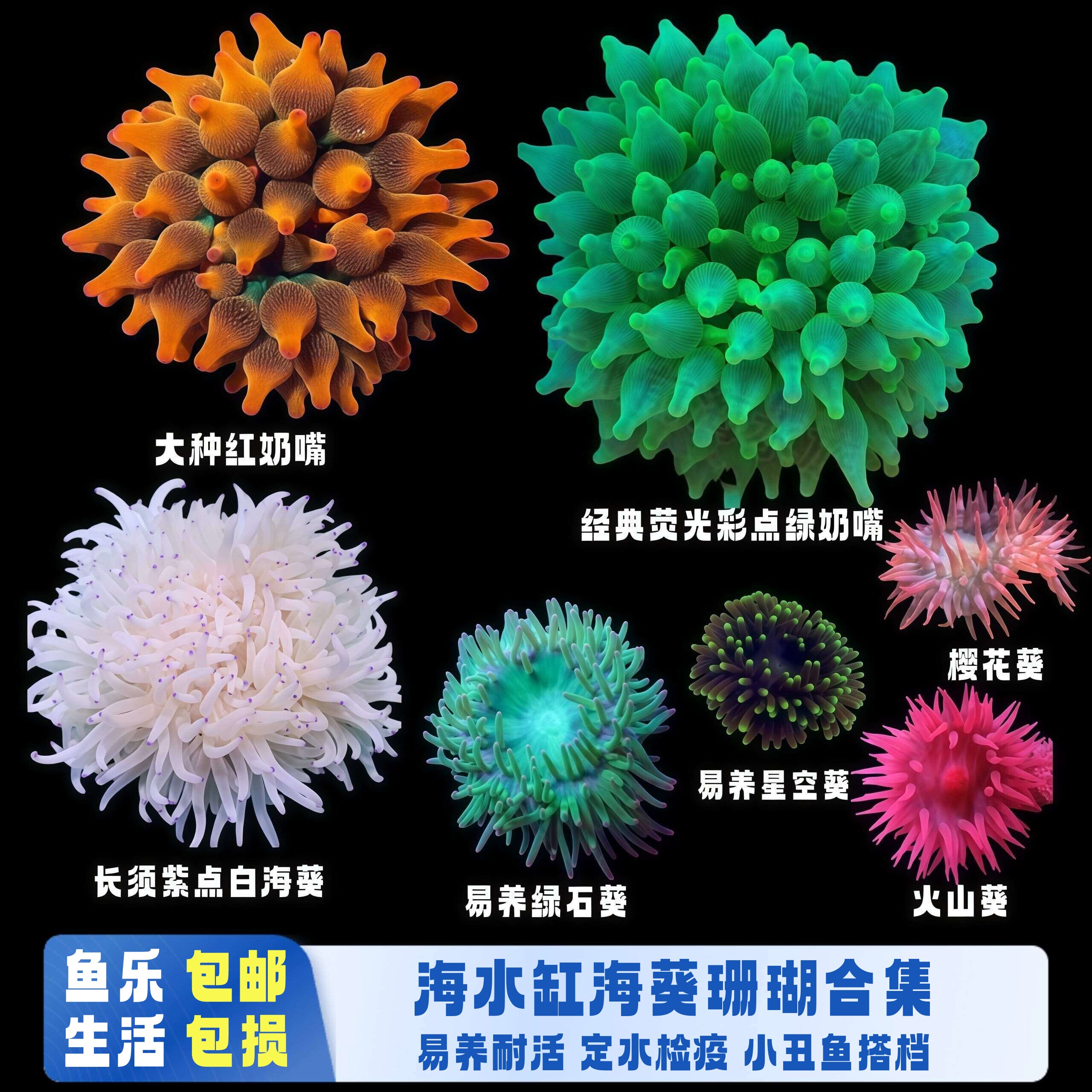 荧光绿奶嘴海葵红奶嘴地毯葵紫点白葵小丑鱼共生海水缸活体珊瑚