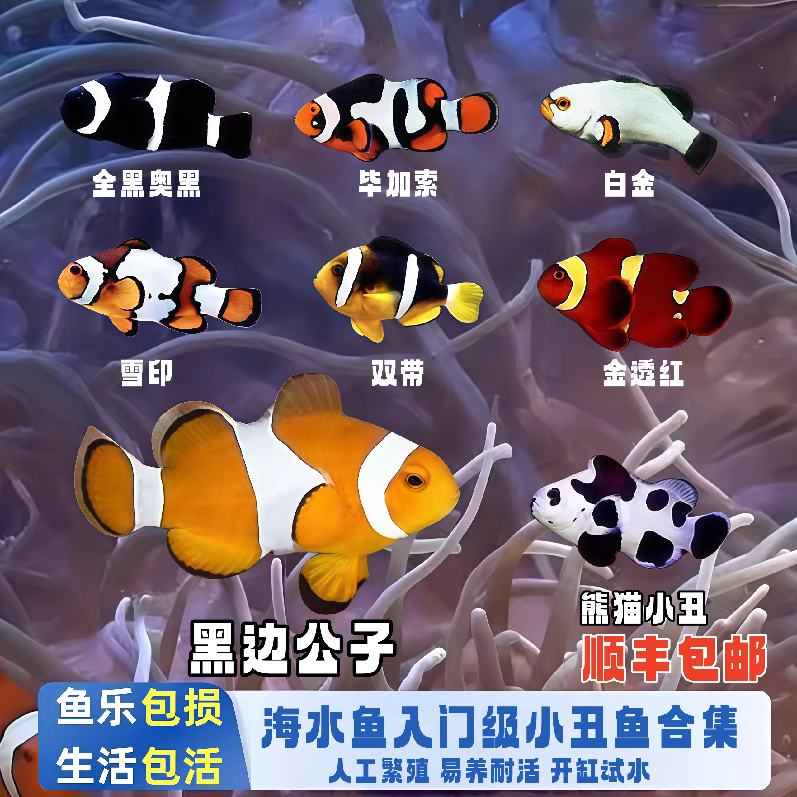 人工公子澳黑小丑鱼海水活体观赏鱼耐活新手易养可与海葵共生海缸