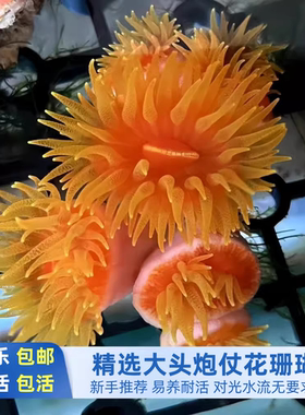 【鱼乐生活】炮仗花珊瑚海缸NPS太阳花红色活体软体易养耐活新手