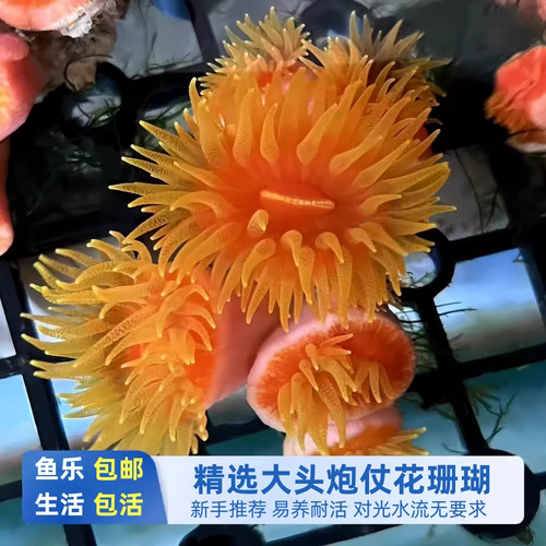 炮仗花珊瑚海缸NPS太阳花珊瑚