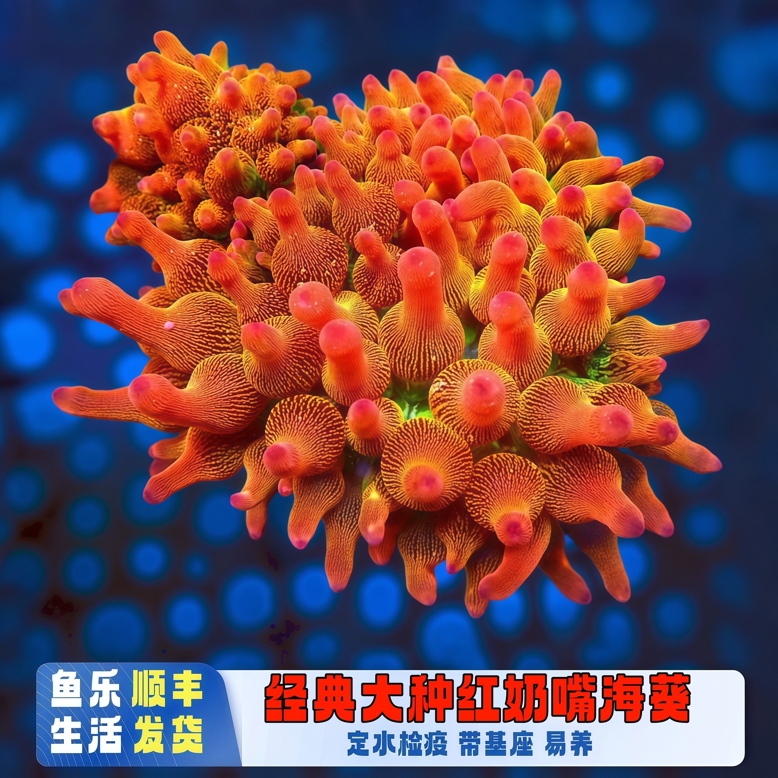 红奶嘴绿底雪花海葵海水缸软体活体共生小丑鱼易养不易乱跑观赏