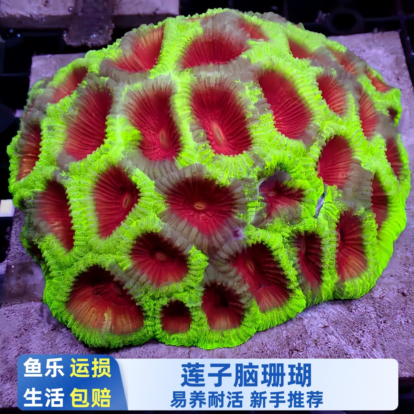 绿红荧光莲子脑珊瑚合集海水缸软体活体新手易养造景观赏生物