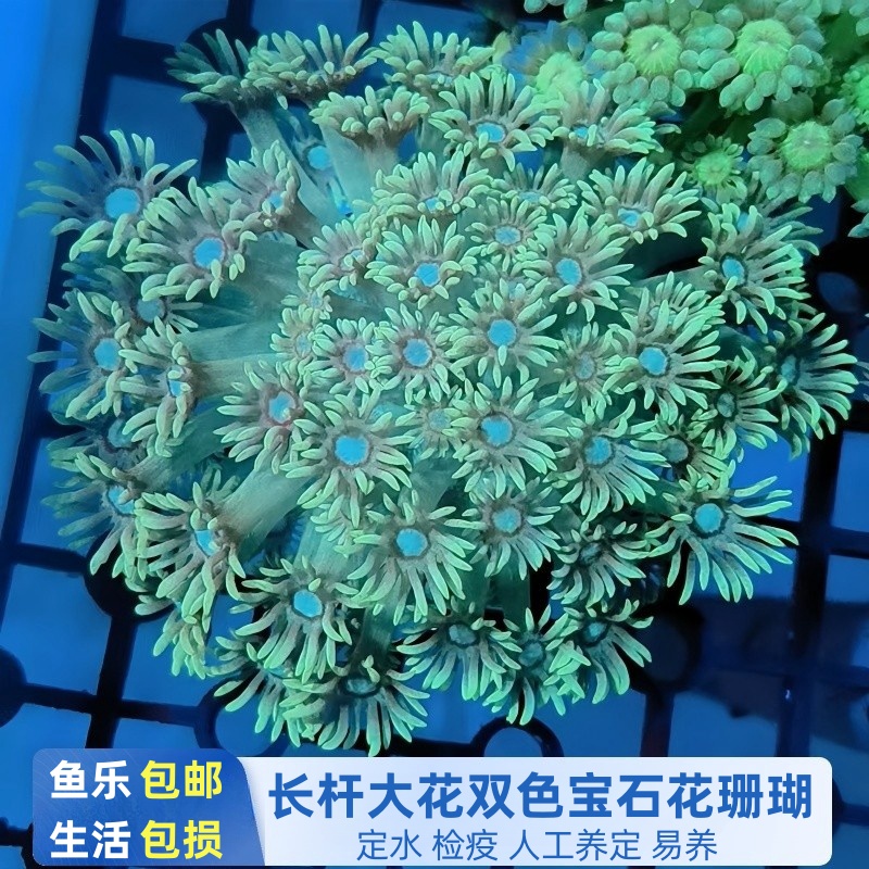 鱼乐生活宝石花珊瑚双色海缸珊瑚