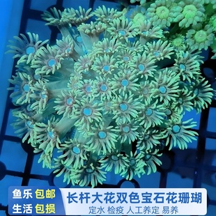 【鱼乐生活】双色宝石花海缸活珊瑚荧光长须大花圆帽软体新手好养