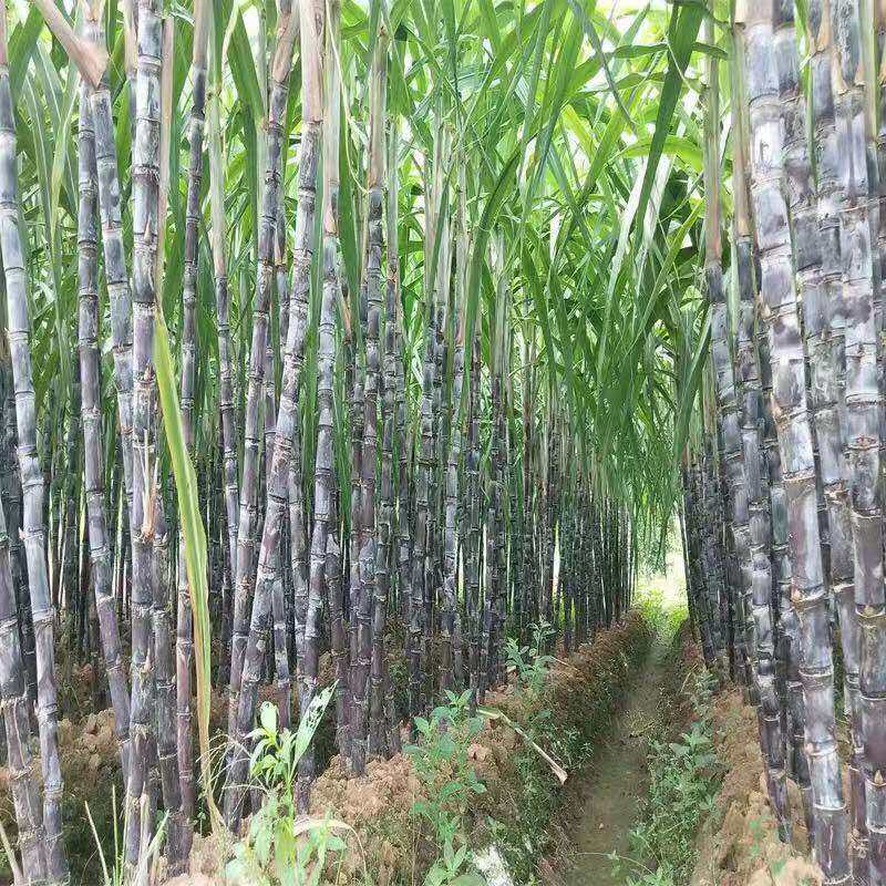 果农直发广西黑皮甘蔗5斤包邮新鲜应季现砍脆甜多汁非青皮