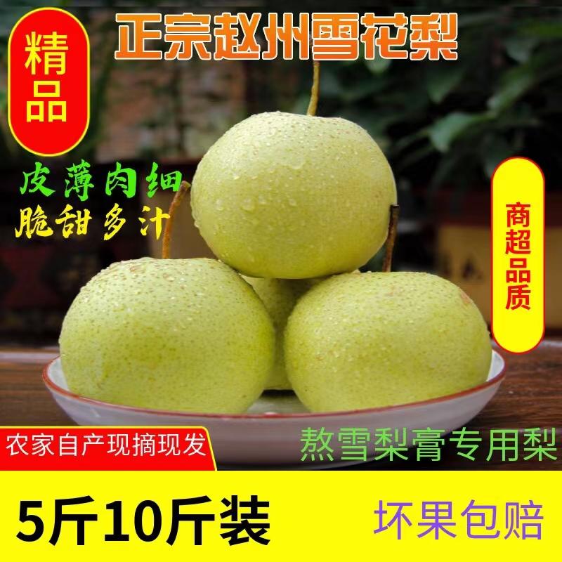 赵县雪花梨特级雪梨新鲜水果包邮
