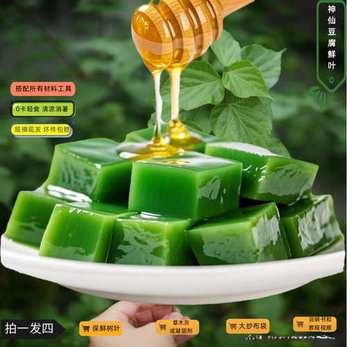 神仙豆腐柴叶现摘保鲜发货配工具