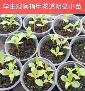 凤仙花苗指甲花苗学生观察作业幼苗小苗带花苞规格齐全染指甲泡脚