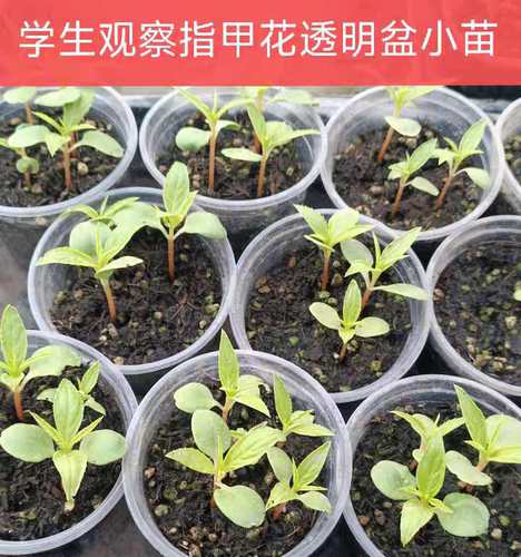 凤仙花苗指甲花苗学生观察作业幼苗小苗带花苞规格齐全染指甲泡脚
