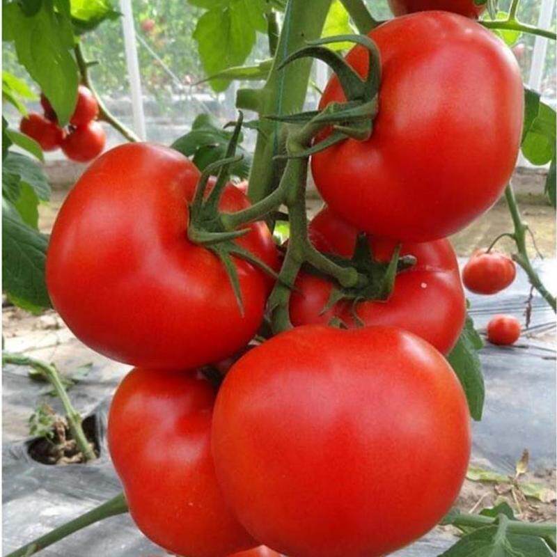 云南正宗红蕃茄农家自种西红柿云西双版纳露天种植新鲜采摘发货