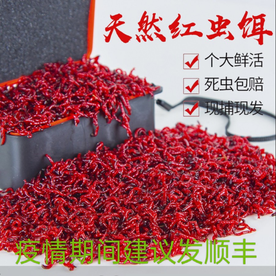 鲜活红虫特大号公虫钓鱼北京发货
