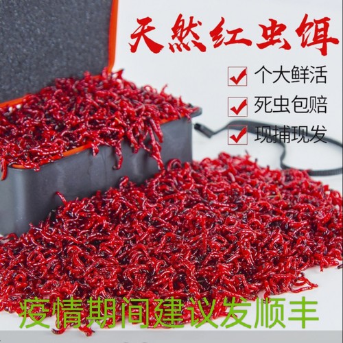 鲜活红虫特大号公虫钓鱼北京发货