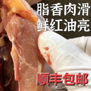 老鹧鸪鸟飞龙新鲜现杀散养鸟肉呱呱鸡非竹鸡斑鸠东北特产顺丰包邮