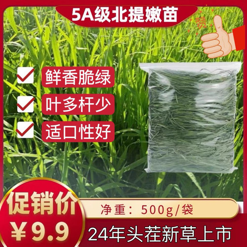 24年新草提摩西草北提头茬嫩苗