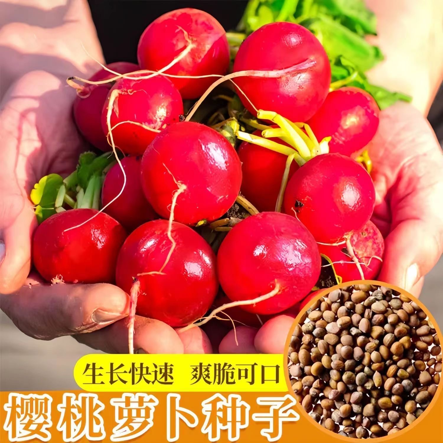 樱桃萝卜种籽小水萝卜种子红白小萝卜水果萝卜罗卜大全蔬菜种籽孑