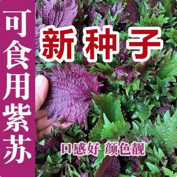 紫苏种子可食用红紫苏大叶紫苏种子四季耐热阳台盆栽蔬菜种子