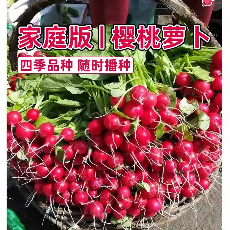 樱桃萝卜种子水果萝卜种子籽蔬菜大全四季阳台盆栽红白小萝卜种孑,鲜花速递/花卉仿真/绿植园艺,家庭园艺种子,淘宝优惠券,粉丝福利购,淘宝优惠卷