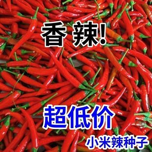 小米辣特辣超辣薄皮土红辣椒指天椒小米椒朝天椒特辣辣椒种子