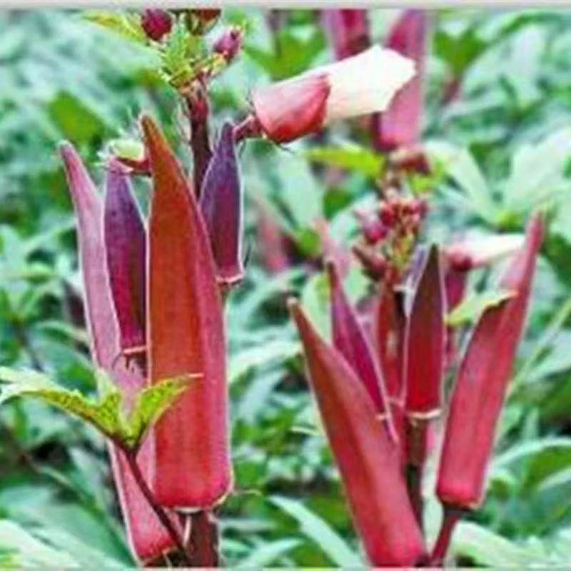 蔬菜种子 红秋葵籽秋葵种子 四季播 特色蔬菜 营养蔬菜四季易种,鲜花速递/花卉仿真/绿植园艺,家庭园艺种子,淘宝优惠券,粉丝福利购,淘宝优惠卷