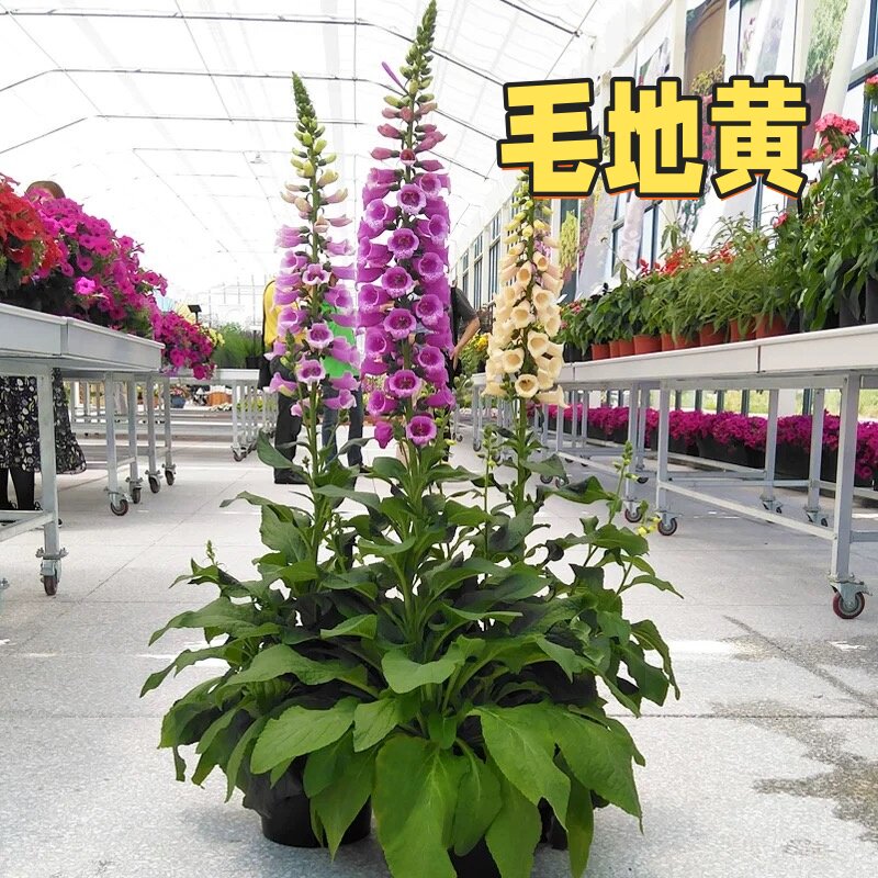 毛地黄种籽指顶花吊钟花大花花卉种子四季易活毛地黄草籽花卉种子