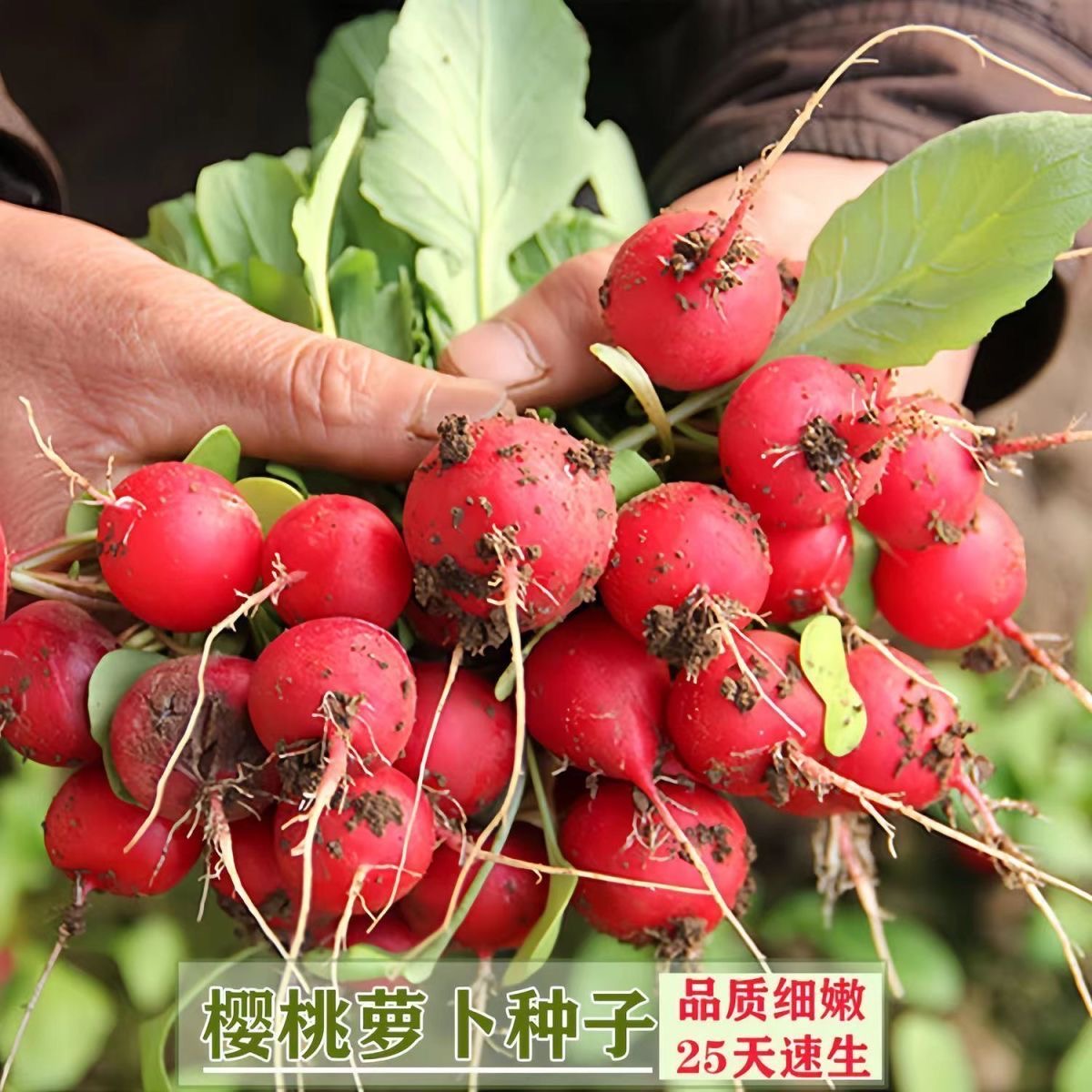 红丁樱桃萝卜种子迷你小萝卜种籽四季播早熟阳台盆栽大田蔬菜种孑