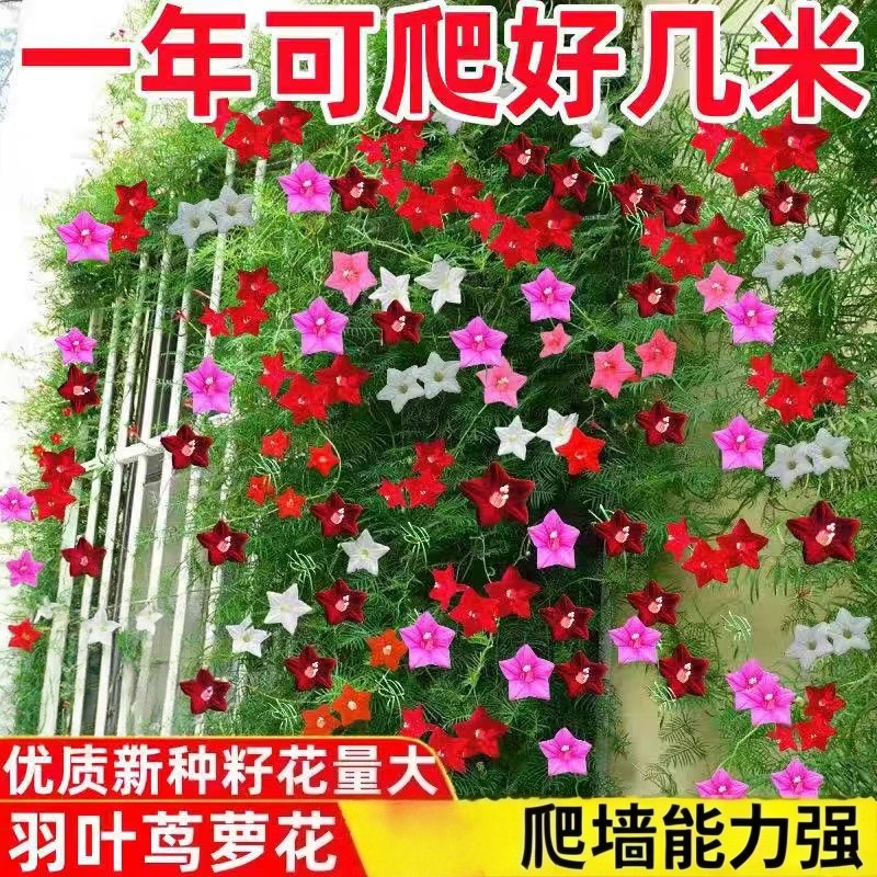 羽叶茑萝种子密茑萝松金丝线五角星花种籽长花期爬藤盆栽春播