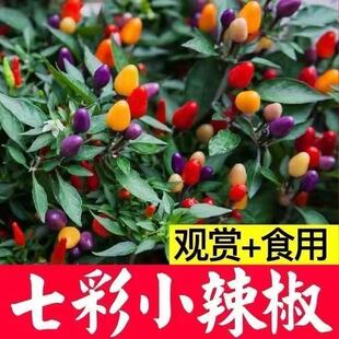 观赏食用七彩小辣椒种子超辣多彩五彩小辣椒种子阳台盆栽