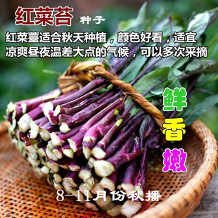 金秋红菜苔种子紫菜薹红菜心种籽菜芯春夏秋四季阳台盆栽蔬菜种孑