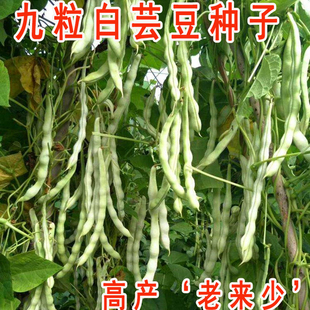 九粒白芸豆种子豆种老来少豆角四季架豆种农家蔬菜种孑早熟高产籽
