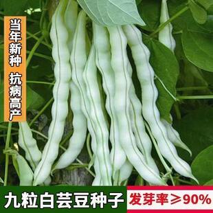 超级九粒白架豆种子老来少白不老四季豆芸豆菜豆籽春季秋季蔬菜孑
