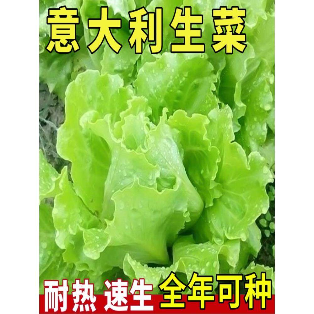 生菜意大利全年生菜王种子高产四季蔬菜阳台菜种孑籽种菜籽奶油籽,鲜花速递/花卉仿真/绿植园艺,家庭园艺种子,淘宝优惠券,粉丝福利购,淘宝优惠卷