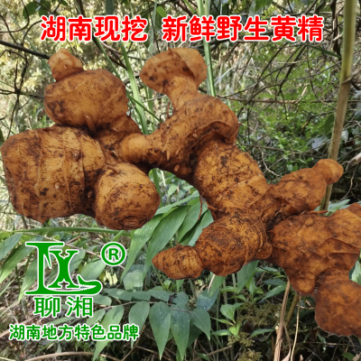 湖南野生黄精姜型红花鸡头野生新鲜黄金种苗野生黄姜可种植