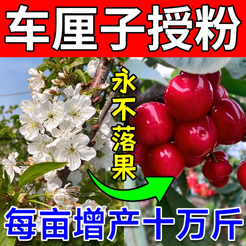 车厘子人工授粉催花专用药大樱桃授粉坐果精保花保果防落果控旺药