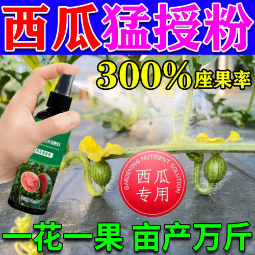 西瓜授粉专用药神器麒麟西瓜无籽西瓜坐果灵防落果防畸形专用肥料
