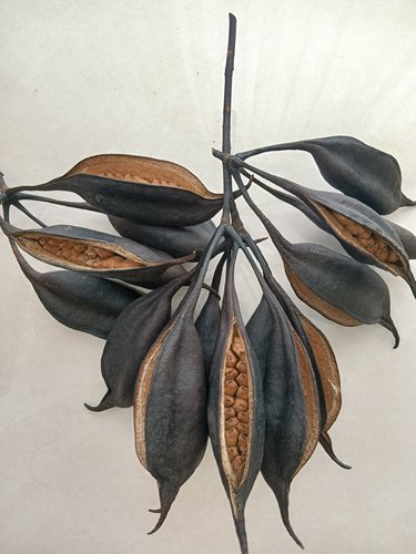 8个槭叶酒瓶树果荚果壳文玩手工制作材料