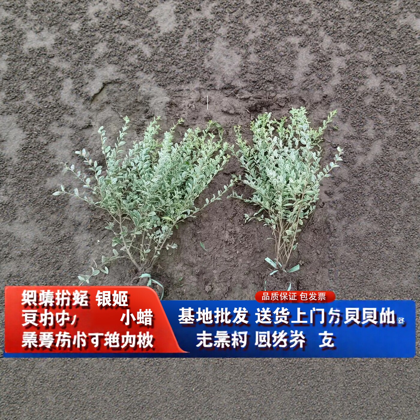 银姬小蜡树苗球彩叶灌木庭院花园绿化色块耐寒花镜植物花叶女贞苗图片