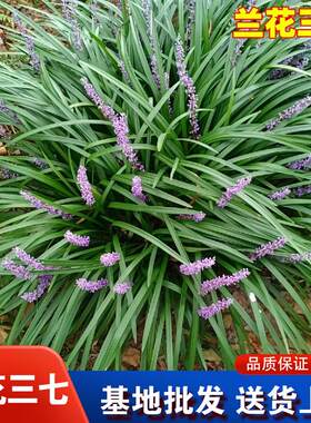 兰花三七苗草苗四季常青宽叶麦冬草室外庭院植物耐寒地被耐阴好养