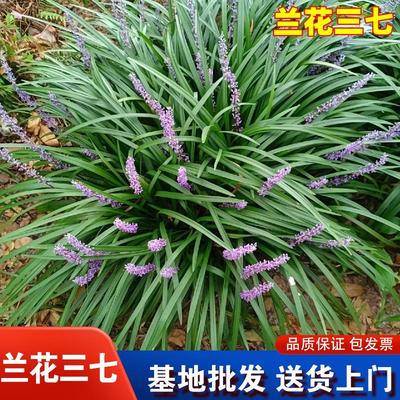 兰花三七苗草苗四季常青宽叶麦冬草室外庭院植物耐寒地被耐阴好养