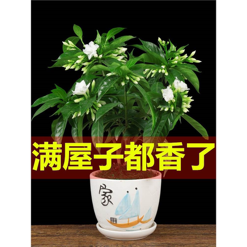 丁香花盆栽花卉室内花绿植阳台四季常青开花不断芳香花好养活植物