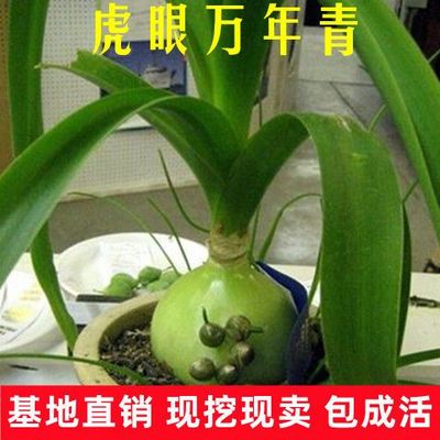 可食用药用虎眼万年青植物四季长青盆栽种球海葱玻璃球花卉旱三七