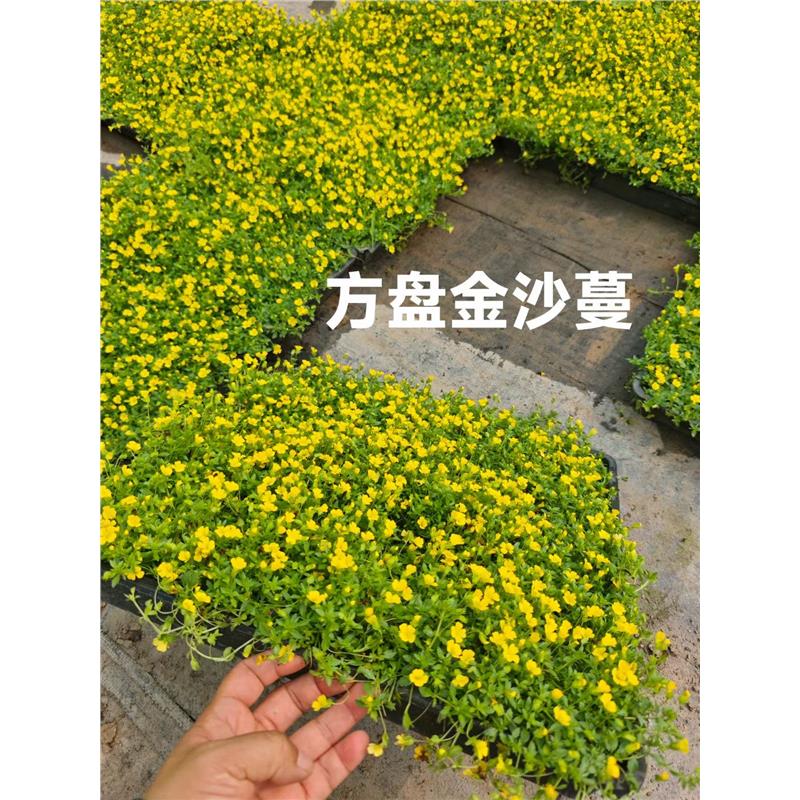 金莎蔓黄金花过路黄爱尔兰珍珠草姬岩垂草花园庭院地被花境耐寒苗