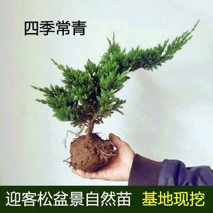 地柏苗四季常青庭院植物铺地柏珍珠柏盆景松柏树室内迎客松盆栽花