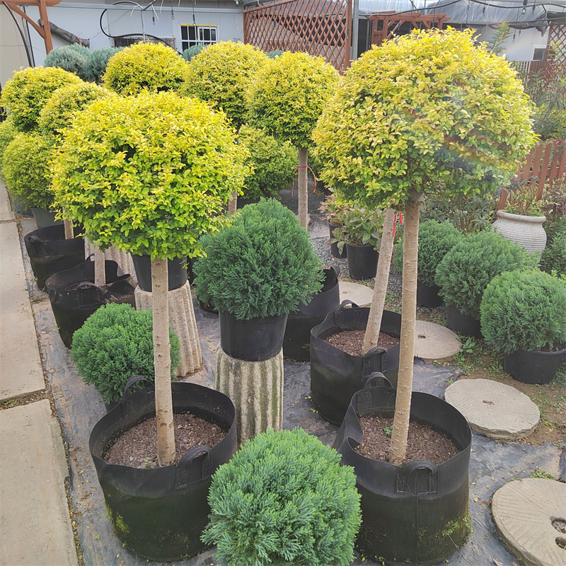 亮晶女贞棒棒糖花境植物川滇蜡树蓝冰柏柠檬之光亮金女贞四季常青