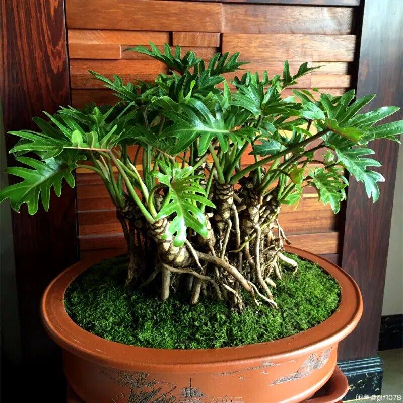 小天使盆栽植物龙鳞桩盆景水培蔓绿绒绿植花卉春雨春羽绿植花卉