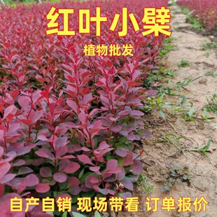 成都苗圃紫叶小檗红叶小檗花树庭院园林花镜绿化苗木庭院绿篱植物