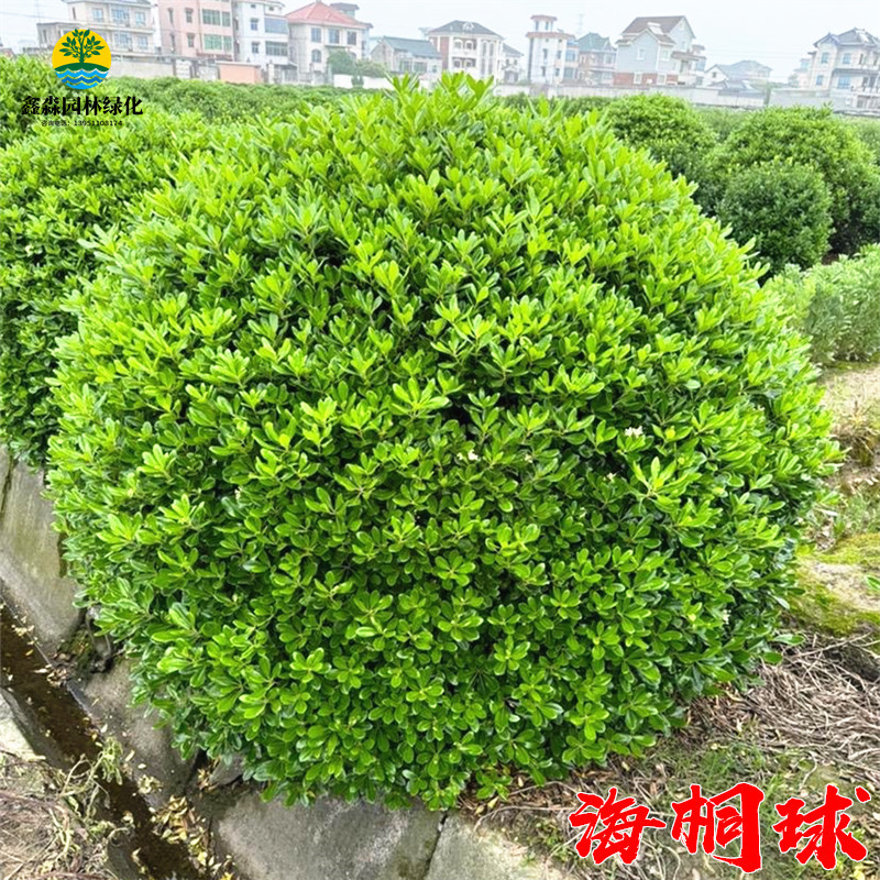 海桐树苗海桐球气味芳香庭院别墅四季常青耐寒行道围墙绿篱笆植物