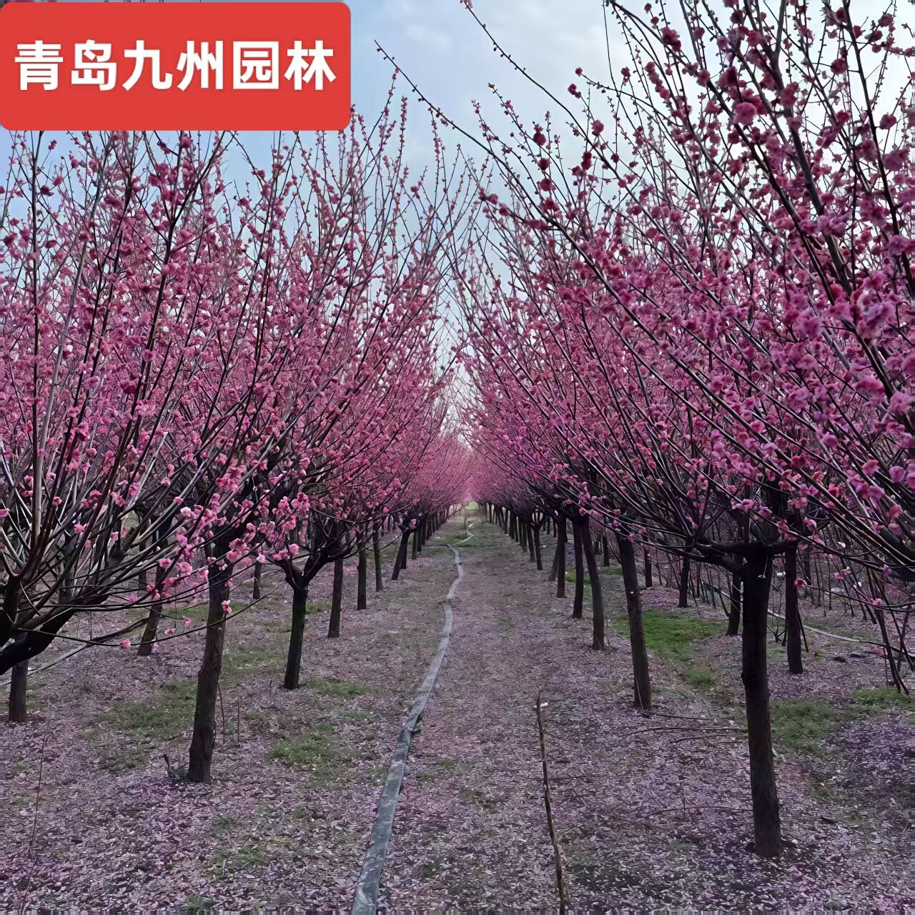 原生骨里红梅花大小规格齐全