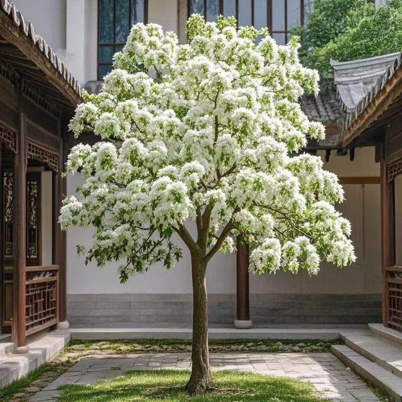 正宗流苏花树苗耐寒好活盆栽木球兰庭院别墅阳台花卉四季懒人花园