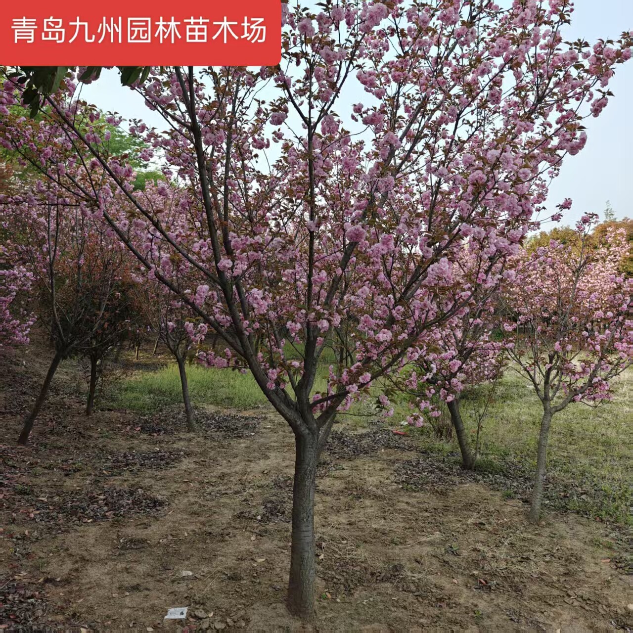 樱花树苗日本种植树木工程绿化