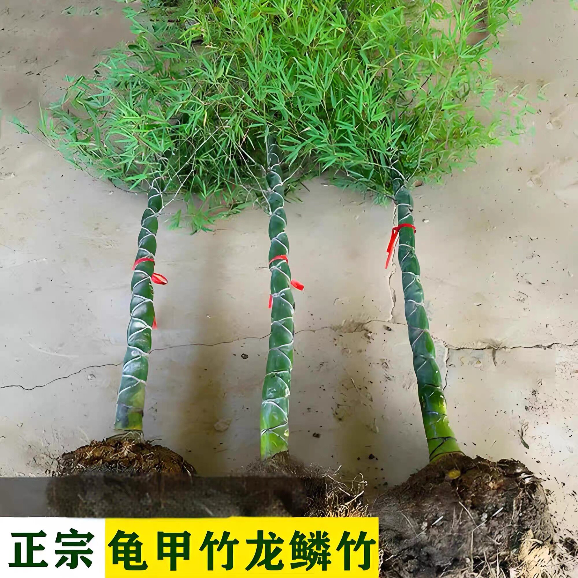 庭院别墅酒店海边都适合种植的四
